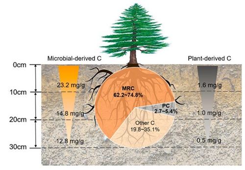 成都生物所揭示根際土壤有機(jī)碳垂直分異規(guī)律 為土壤碳庫(kù)管理提供新視角