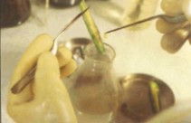 植物凝集素的研究進展